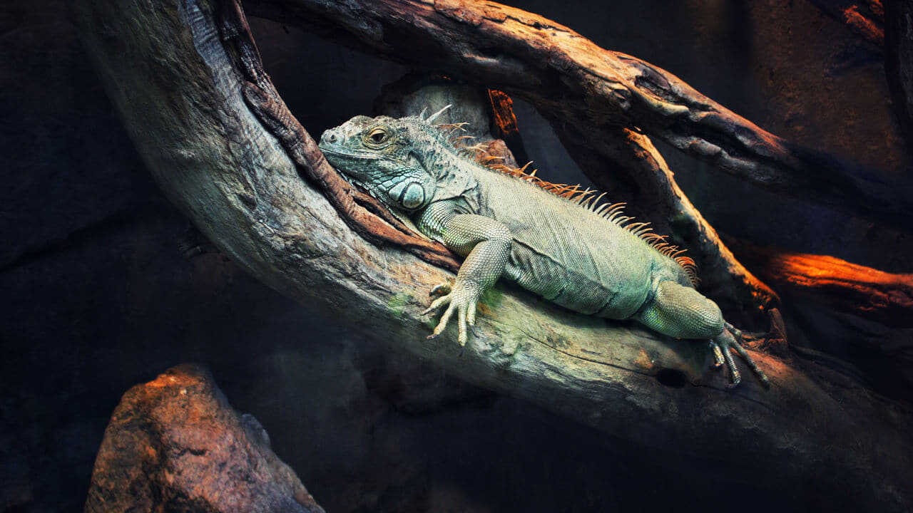 72 Dangerous Animals: Latin America [MULTI-SUB] 0