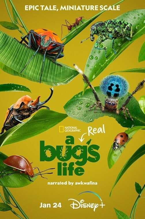 EN - A Real Bug's Life (2024) 10