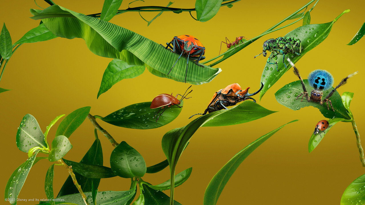 ┃TR┃ A Real Bug's Life 1