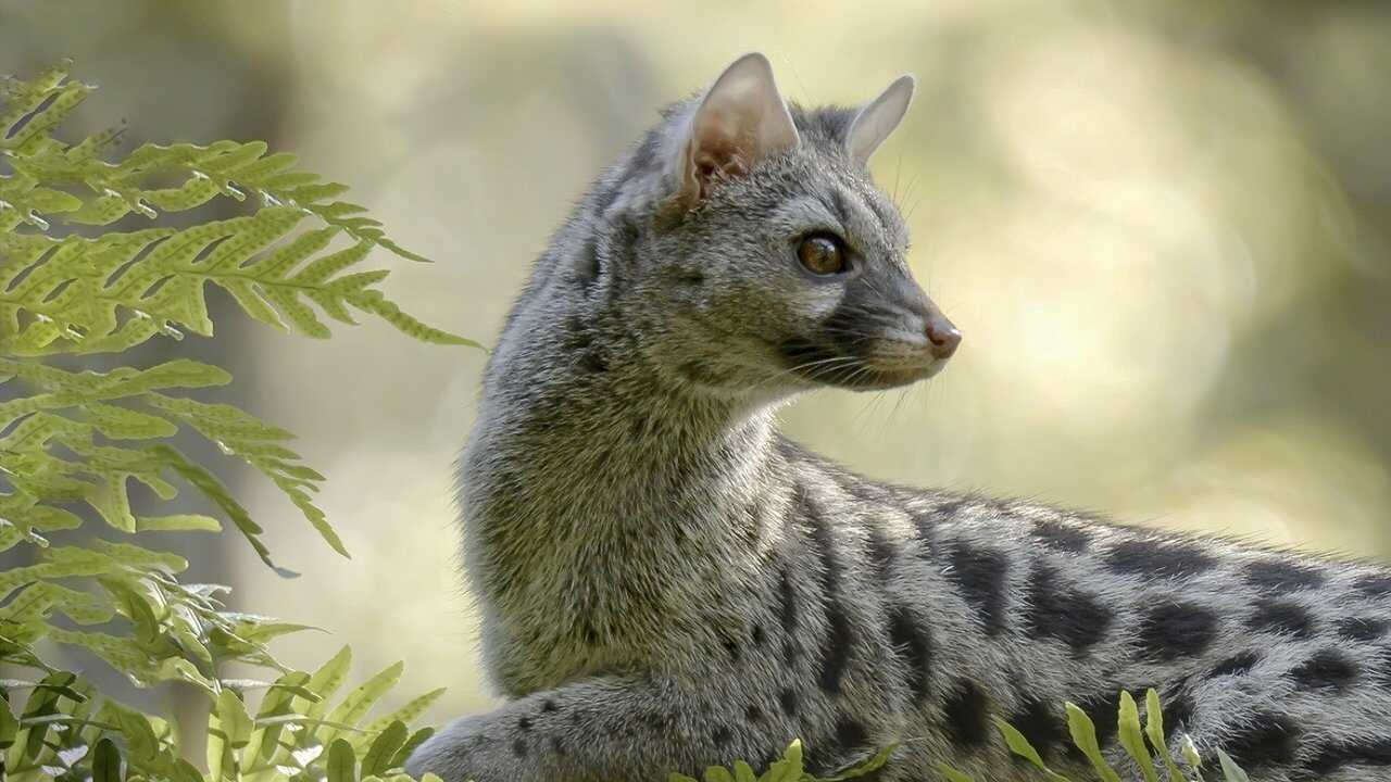 AR - عجائب أوروبا الخفية 0