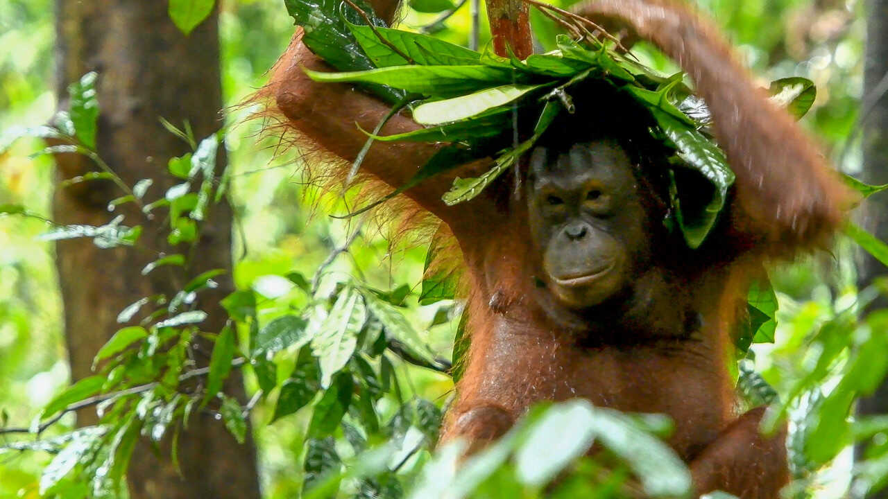 AR - داخل الغابات المسحورة (2024) 2