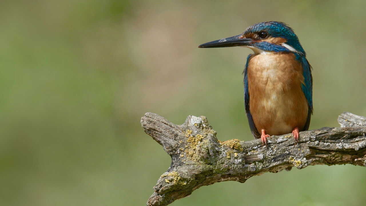 AR - عجائب أوروبا الخفية 1