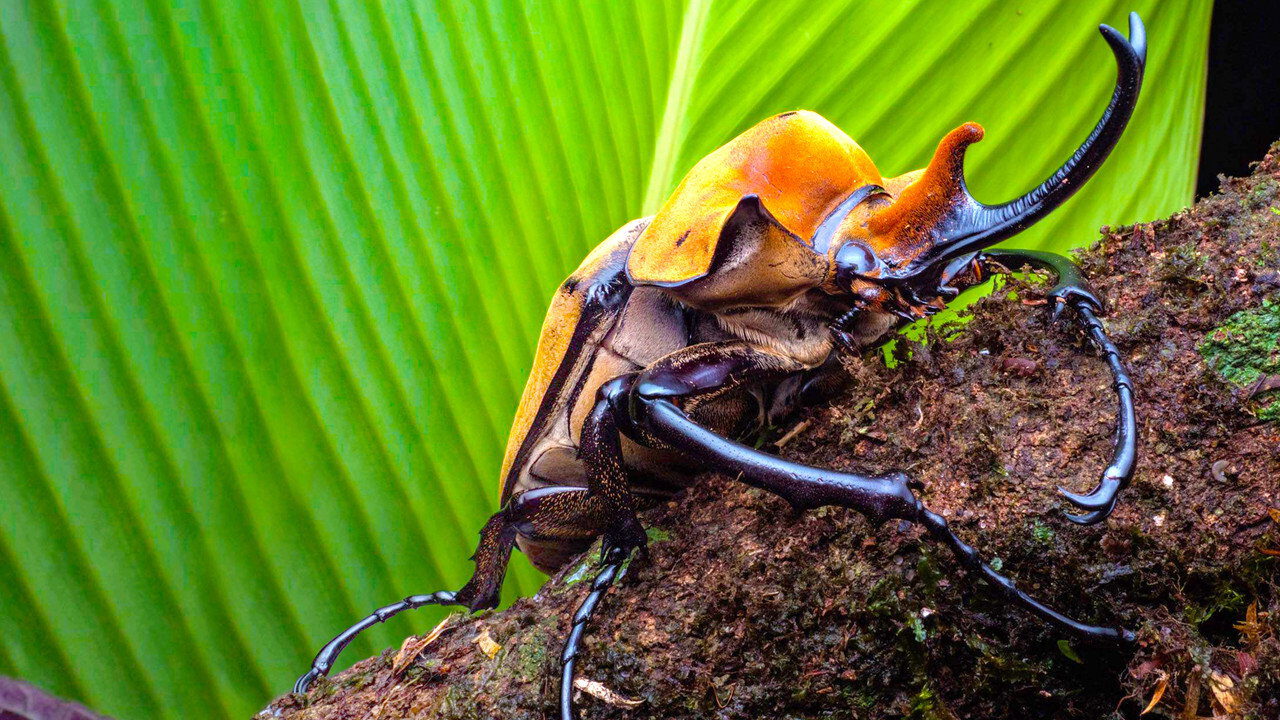 ┃TR┃ A Real Bug's Life 4