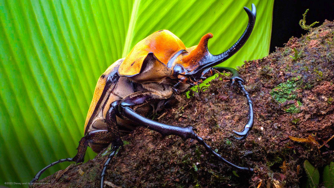 ┃TR┃ A Real Bug's Life 3