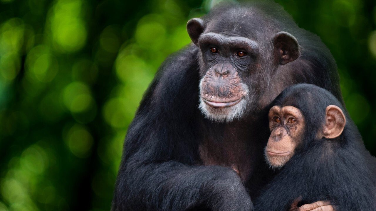 ┃NL┃ Meet the Chimps 0